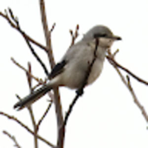 Meet your Posher, Doug